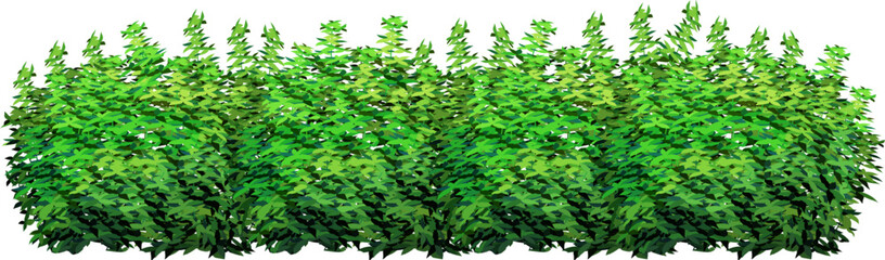 Ornamental green plant in the form of a hedge.Realistic garden shrub, seasonal bush, boxwood, tree crown bush foliage.For decorate of a park, a garden or a green fence.