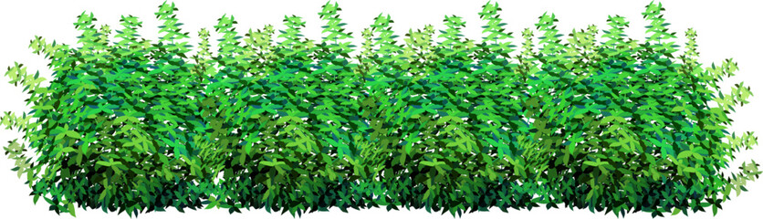 Ornamental green plant in the form of a hedge.Realistic garden shrub, seasonal bush, boxwood, tree crown bush foliage.For decorate of a park, a garden or a green fence.