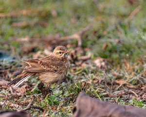 A Pipit looking into the camera