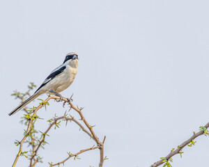 A Grey Shrike resting