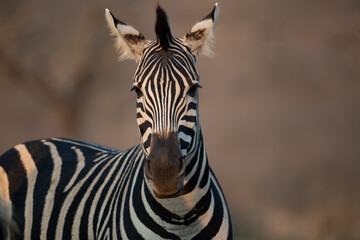 Fototapeta na wymiar Zebra and blue sky in South Africa