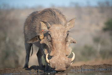 Common warthog at waterhole