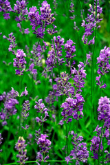 Obraz premium Lavender flowers. Summer in the garden. Close-up shot. Delicate charm ROYALTY-FREE STOCK PHOTO Lavender flowers. Summer in the garden. Close-up shot. Delicate charm