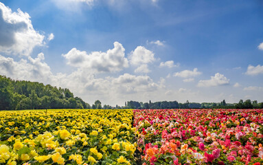 Yellow and red begonias flower farm against cloudy blue sky during summer, Flanders, Belgium - 563104047