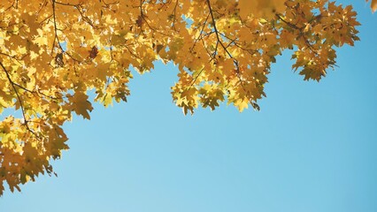 Maple branches in the fall against the blue sky.