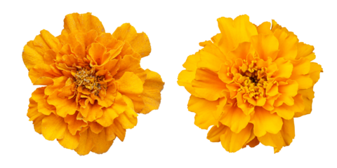 Orange marigold flower isolated on transparent background	