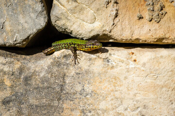 lizard on a stone
