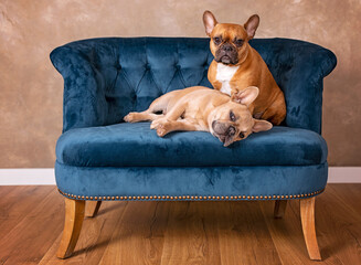 French Bulldogs on blue