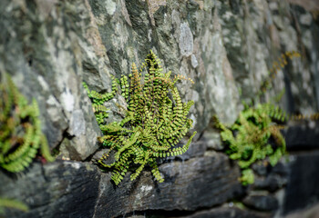 Maidenhair spleenwort Fern