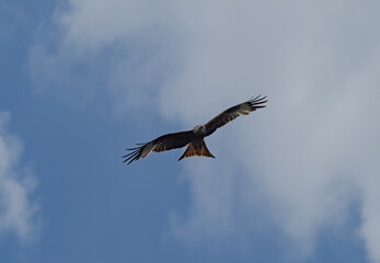 red kite in flight in jena at summer