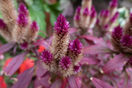 Pink Thistle Flower