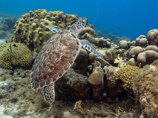 Seascape with Green Sea Turtle in the coral reef of the Caribbean Sea, Curacao