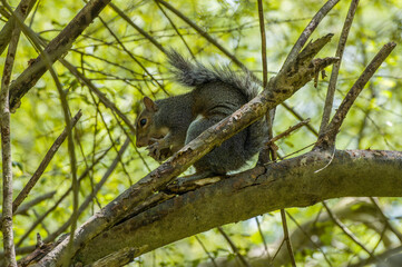 Squirrel eating a nut