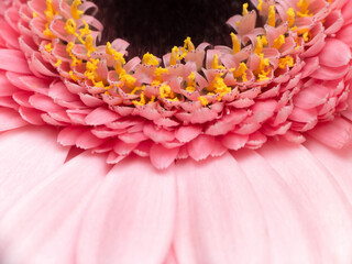 Macro shot of a pink daisy flower, selective focus - 563106842
