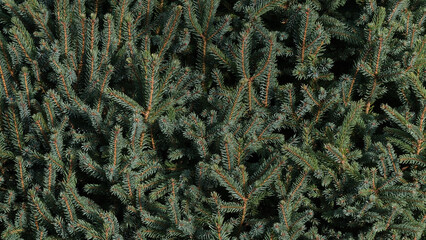 fir green background in the sun