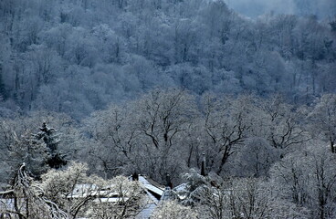 Winterwald in Freiburg-Herdern