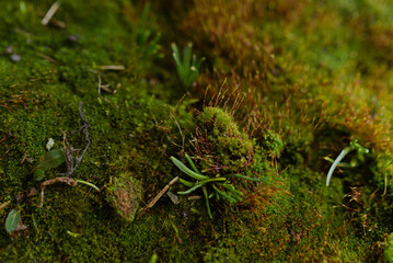 Macro moss with water drops. Texture