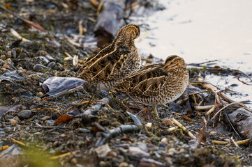 The Snipe hunt.