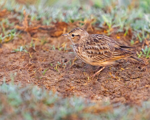 A Bush lark portrait on ground