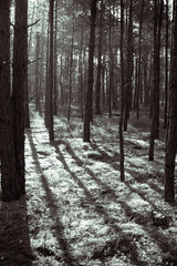 Fototapeta premium rays of light in the middle of the forest Wallpaper