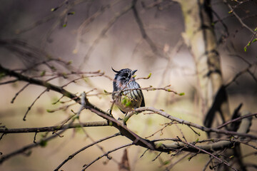 Small black crested bird perching on a branch