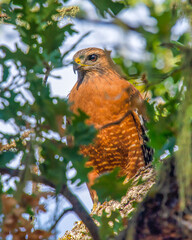 Red-shouldered Hawk