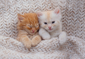 Baby cats sleeping. Ginger kitten on couch under knitted blanket. Two cats cuddling and hugging....