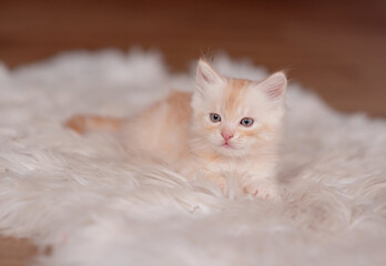 Obraz premium Cute American shorthair cat kitten