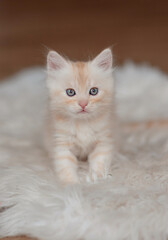 Obraz na płótnie Canvas Cute American shorthair cat kitten