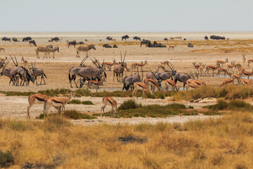 Fototapeta na wymiar Giraffe , oryx, springbok and buffalo by pond in th Etosha National Park in Namibia.