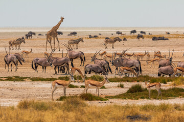 Giraffe , oryx, springbok and buffalo by pond in th Etosha National Park in Namibia. - obrazy, fototapety, plakaty