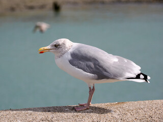 Closeup herring gull (Larus argentatus) on low wall, seen from profile, in the Normandy in France