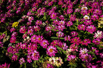 flowers in the garden