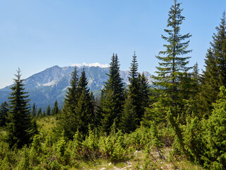 Beautiful landscape of pine trees and mountains in a sunny summer day in Durmitor National Park. Zabljak, Montenegro, Europe