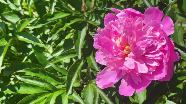 Pink peony flower on a background of emerald greenery in the garden. Pink pion. Place for text