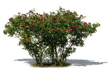 Blooming rose bush with red blossoms isolated on white background