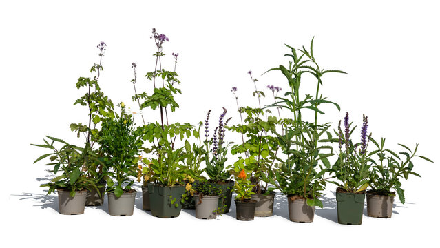 Composition Of Potted Flowers And Plants Isolated On White Background