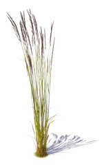 Blooming tuft of ornamental grass isolated on white background