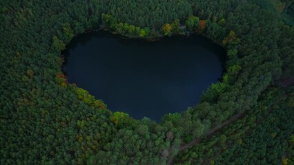 Forest Heart - shaped lake in the bush. Bird's eye view of the blue water and treetops in a daylight.