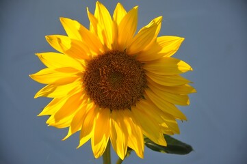 Obraz premium Sunflower against blue sky.A big yellow sunflower with a blue sky background