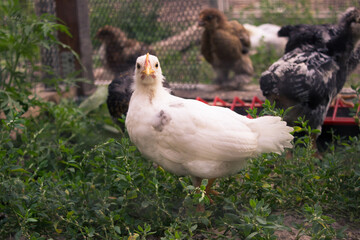 Young free-range chickens on an eco-friendly natural farm