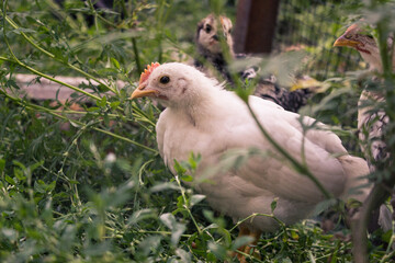 Young free-range chickens on eco-friendly natural farm.