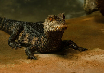 dwarf camain juvenile gets a close up while laying on beach sand