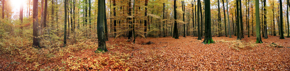 Wunderschöner Wald im Herbst, Panorama Banner im Querformat