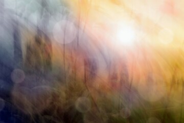 Abstract messy natural scene , grass in the sunset light