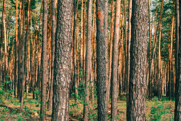 Fototapeta premium Pine forest on a sunny summer evening. In the rays of the setting sun