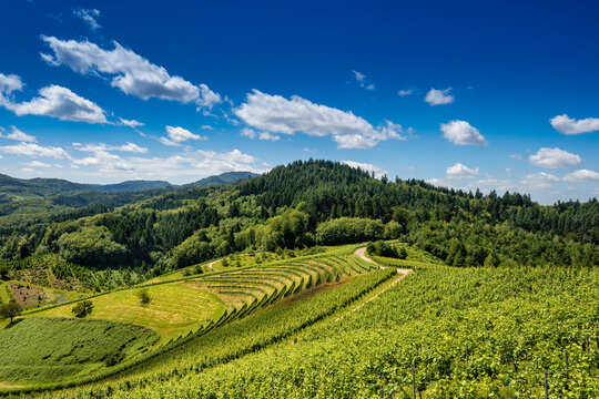 Green vineyard landscape against blue sky