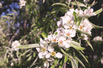 Closeup of bloom pear tree with green leaves and white flowers. Springtime garden. Selective focus.