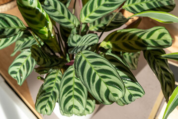 Calathea leaf close up at home. Indoor gardening. Hobby. Green houseplants. Modern room decor, interior. Lifestyle, Still life with plants. Texture and pattern	