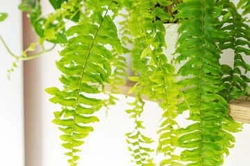 Green fern in a pot on the shelf. Stylish wooden shelves with green houseplants. Modern room decor,...